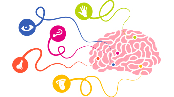 Th brain sensory organs
